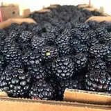 Strawberry Hill USA photo