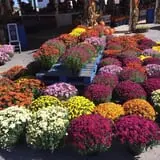 Strawberry Hill USA photo