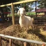 Strawberry Hill USA photo