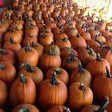 Strawberry Hill USA photo