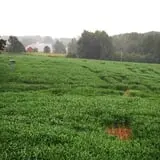 Strawberry Hill USA photo