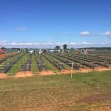 Strawberry Hill USA photo