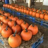 Strawberry Hill USA photo