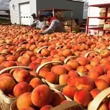 Strawberry Hill USA photo