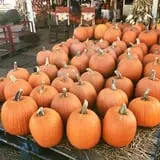 Strawberry Hill USA photo