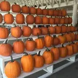 Strawberry Hill USA photo