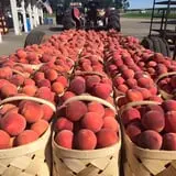 Strawberry Hill USA photo