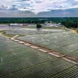 Strawberry Hill USA photo