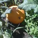 Gunter Farms Corn Maze & Pumpkin Patch photo