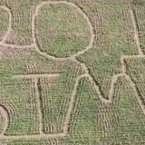 Gunter Farms Corn Maze & Pumpkin Patch photo