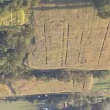 Gunter Farms Corn Maze & Pumpkin Patch photo
