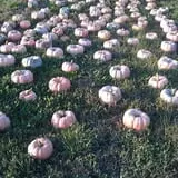 Gunter Farms Corn Maze & Pumpkin Patch photo