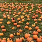 Gunter Farms Corn Maze & Pumpkin Patch photo