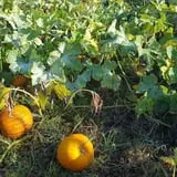 Gunter Farms Corn Maze & Pumpkin Patch photo