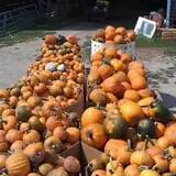 Gunter Farms Corn Maze & Pumpkin Patch photo
