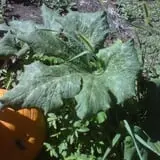 Gunter Farms Corn Maze & Pumpkin Patch photo