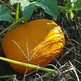 Gunter Farms Corn Maze & Pumpkin Patch photo