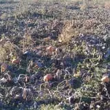 Gunter Farms Corn Maze & Pumpkin Patch photo