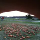 Gunter Farms Corn Maze & Pumpkin Patch photo