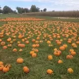 Gunter Farms Corn Maze & Pumpkin Patch photo