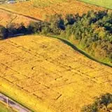 Gunter Farms Corn Maze & Pumpkin Patch photo