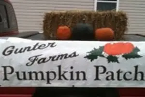 Gunter Farms Corn Maze & Pumpkin Patch