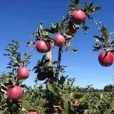 Southfork Homestead Farms photo