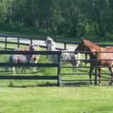 Southfork Homestead Farms photo