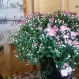 Southfork Homestead Farms photo