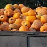 Southfork Homestead Farms photo