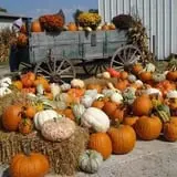 Southfork Homestead Farms photo