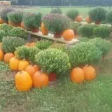 Southfork Homestead Farms photo