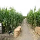 Southfork Homestead Farms photo
