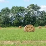 Southfork Homestead Farms photo