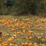 Southfork Homestead Farms photo