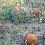 Southfork Homestead Farms photo