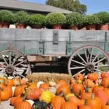 Southfork Homestead Farms photo