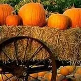 Southfork Homestead Farms photo