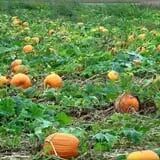 Southfork Homestead Farms photo