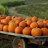 Southfork Homestead Farms photo