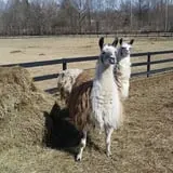 Southfork Homestead Farms photo