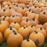 Southfork Homestead Farms photo