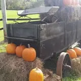 Southfork Homestead Farms photo
