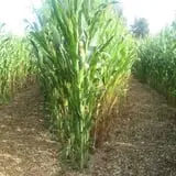 Southfork Homestead Farms photo