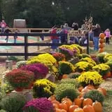 Southfork Homestead Farms photo