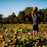 Southfork Homestead Farms photo