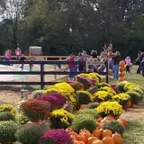 Southfork Homestead Farms photo