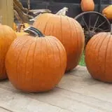 Southfork Homestead Farms photo
