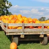 Southfork Homestead Farms photo