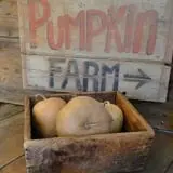 Southfork Homestead Farms photo